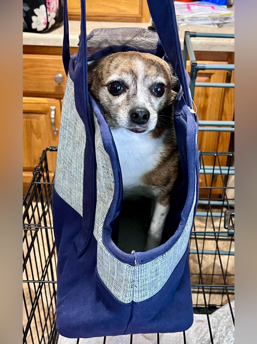 NEW WITHOUT TAGS—DwellStudio Pet Carrier Tote Bag